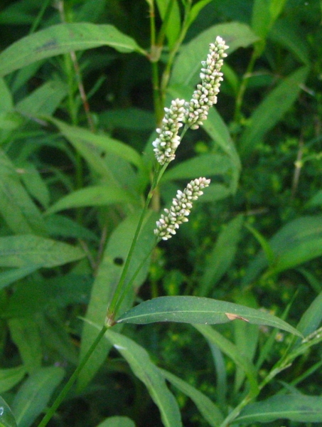 Pflanzenbild gross Pfirsichblättriger Knöterich - Polygonum persicaria
