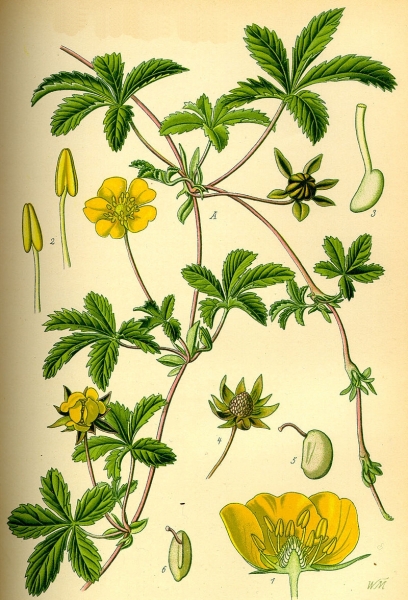 Pflanzenbild gross Kriechendes Fingerkraut - Potentilla reptans