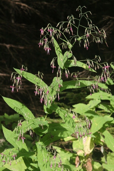 Pflanzenbild gross Purpurlattich - Prenanthes purpurea