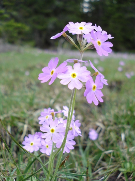 Pflanzenbild gross Mehl-Primel - Primula farinosa