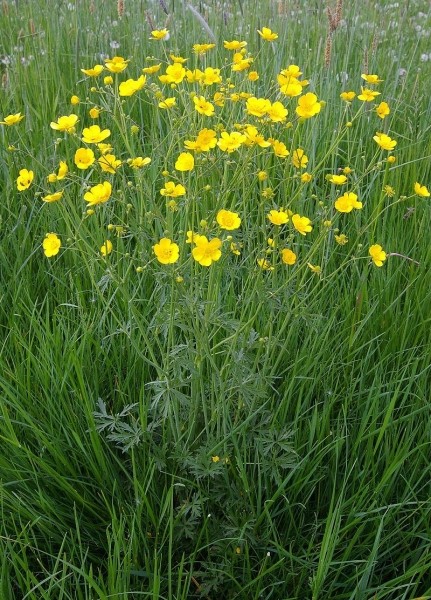 Pflanzenbild gross Scharfer Hahnenfuss - Ranunculus acris