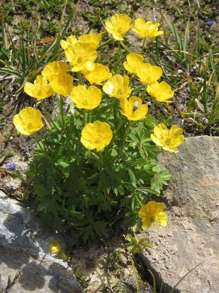 Pflanzenbild gross Berg-Hahnenfuss - Ranunculus montanus aggr.