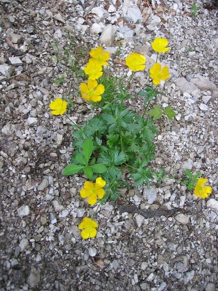 Pflanzenbild gross Berg-Hahnenfuss - Ranunculus montanus aggr.