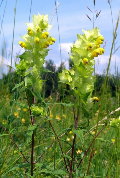 Pflanzenbild gross Zottiger Klappertopf - Rhinanthus alectorolophus