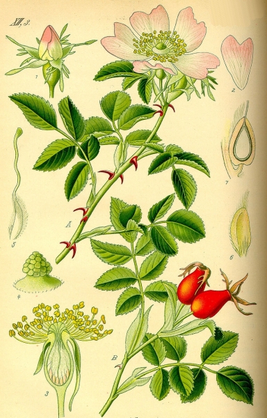 Pflanzenbild gross Hunds-Rose - Rosa canina aggr.