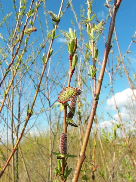 Pflanzenbild gross Purpur-Weide - Salix purpurea