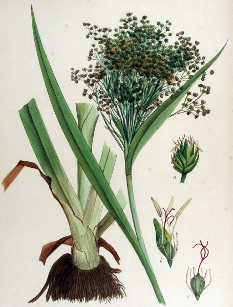 Pflanzenbild gross Waldbinse - Scirpus sylvaticus