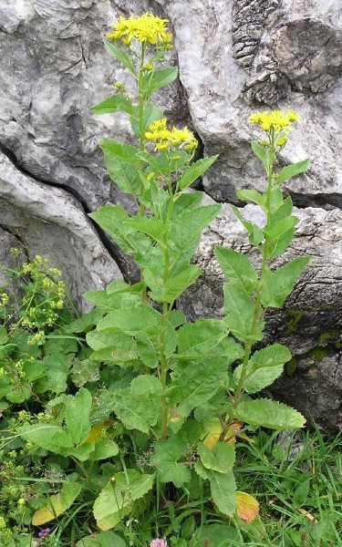 Pflanzenbild gross Alpen-Greiskraut - Senecio alpinus