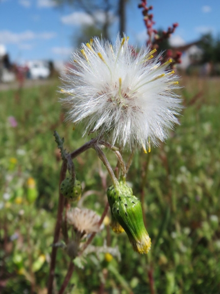Pflanzenbild gross Gemeines Greiskraut - Senecio vulgaris