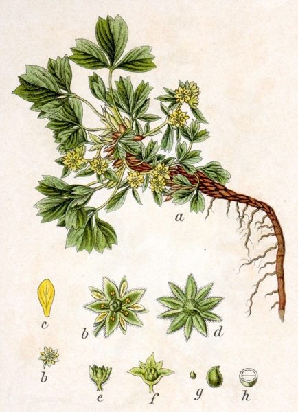 Pflanzenbild gross Alpen-Gelbling - Sibbaldia procumbens