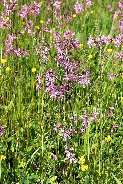 Pflanzenbild gross Kuckucks-Lichtnelke - Silene flos-cuculi
