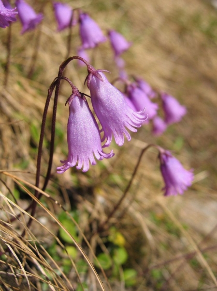 Pflanzenbild gross Kleines Alpenglöckchen - Soldanella pusilla