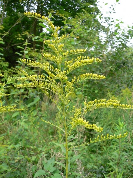 Pflanzenbild gross Kanadische Goldrute - Solidago canadensis