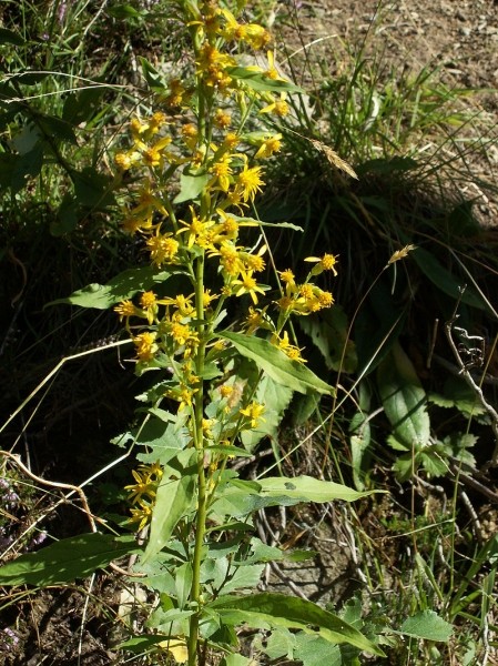 Pflanzenbild gross Echte Goldrute - Solidago virgaurea