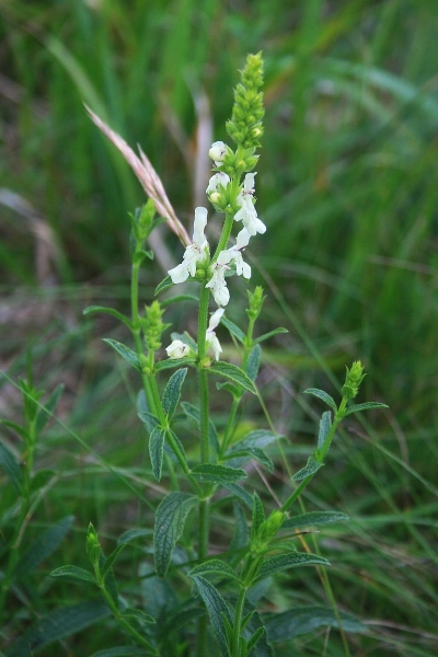 Pflanzenbild gross Aufrechter Ziest - Stachys recta