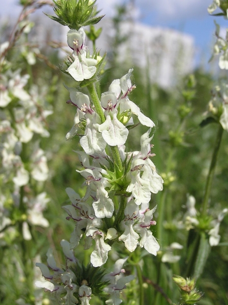 Pflanzenbild gross Aufrechter Ziest - Stachys recta