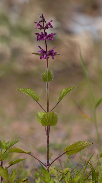 Pflanzenbild gross Wald-Ziest - Stachys sylvatica