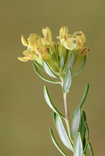 Pflanzenbild gross Berg-Gamander - Teucrium montanum