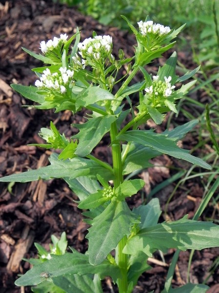 Pflanzenbild gross Acker-Täschelkraut - Thlaspi arvense