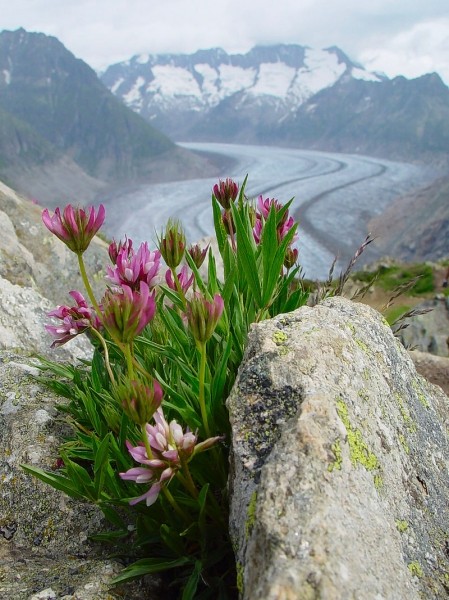 Pflanzenbild gross Alpen-Klee - Trifolium alpinum