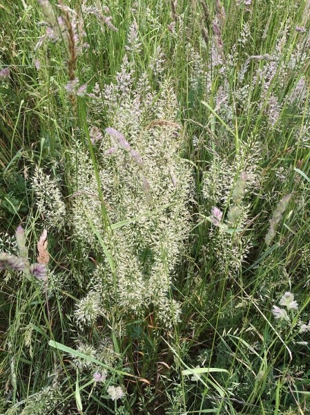 Pflanzenbild gross Wiesen-Goldhafer - Trisetum flavescens