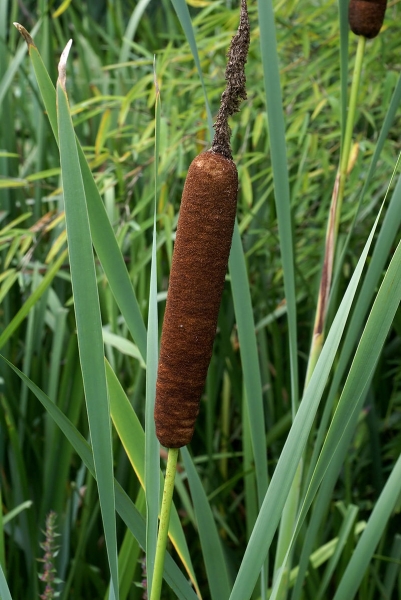 Pflanzenbild gross Breitblättriger Rohrkolben - Typha latifolia