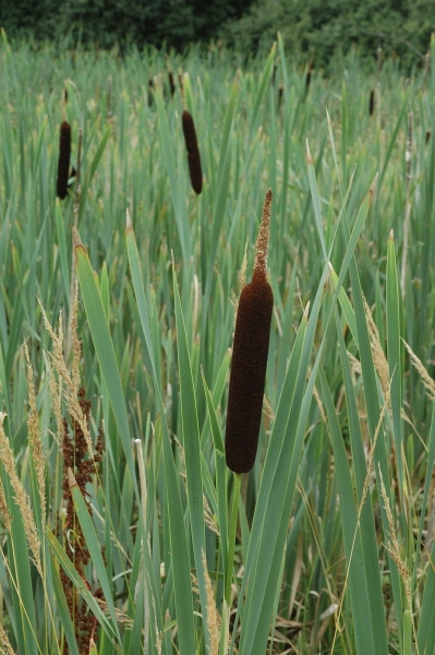 Pflanzenbild gross Breitblättriger Rohrkolben - Typha latifolia
