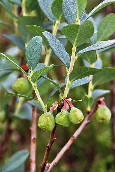 Pflanzenbild gross Rauschbeere - Vaccinium uliginosum aggr.
