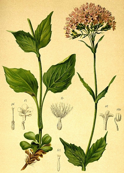 Pflanzenbild gross Berg-Baldrian - Valeriana montana