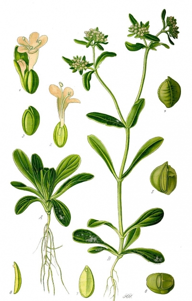 Pflanzenbild gross Echter Ackersalat - Valerianella locusta