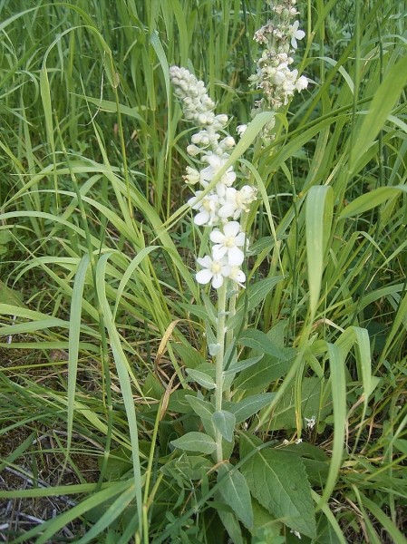Pflanzenbild gross Lampen-Königskerze - Verbascum lychnitis