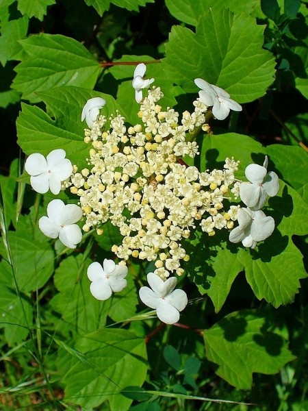 Pflanzenbild gross Gemeiner Schneeball - Viburnum opulus