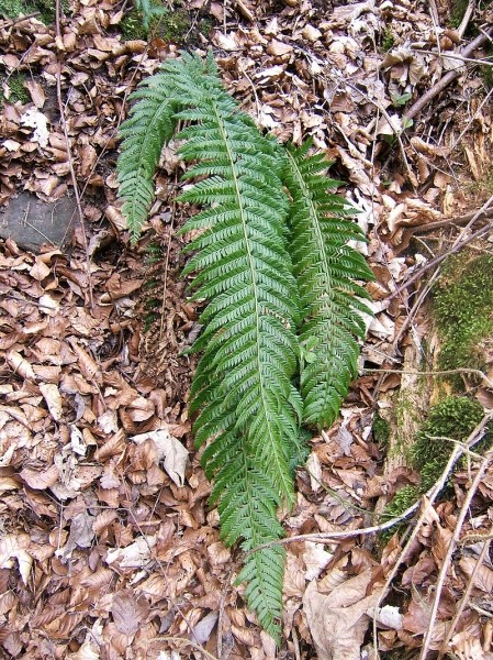 Pflanzenbild gross Gelappter Schildfarn - Polystichum aculeatum