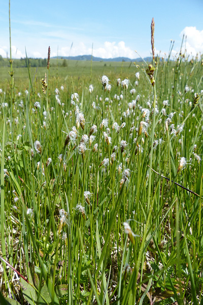 Pflanzenbild gross Alpen-Haarbinse - Trichophorum alpinum