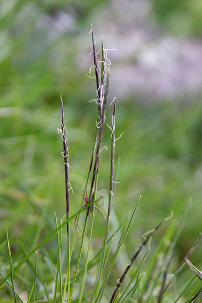 Pflanzenbild gross Borstgras - Nardus stricta
