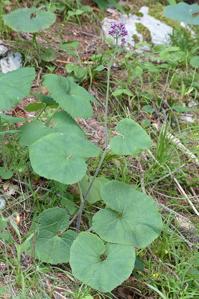 Pflanzenbild gross Kahler Alpendost - Adenostyles alpina