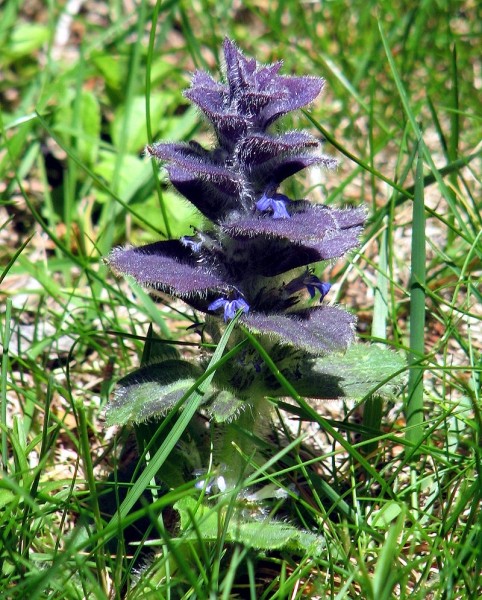 Pflanzenbild gross Pyramiden-Günsel - Ajuga pyramidalis