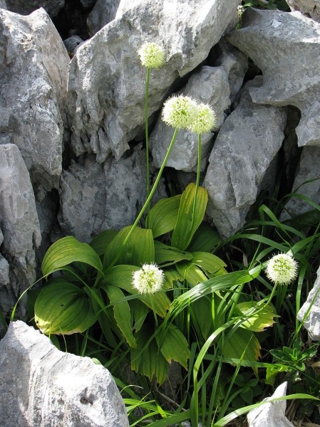 Pflanzenbild gross Allermannsharnisch - Allium victorialis