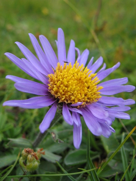 Pflanzenbild gross Alpen-Aster - Aster alpinus