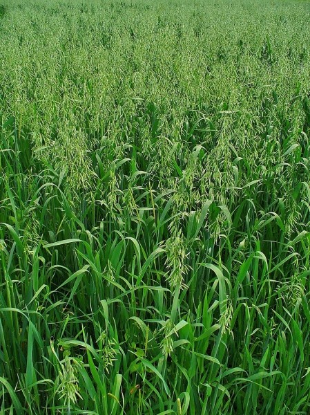 Pflanzenbild gross Saat-Hafer - Avena sativa