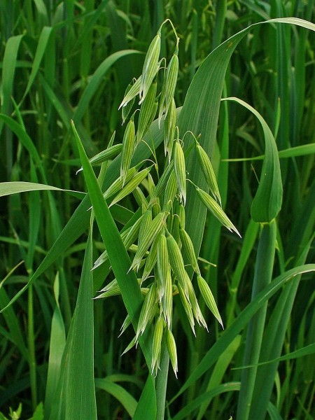 Pflanzenbild gross Saat-Hafer - Avena sativa