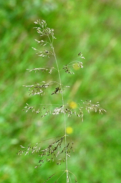 Pflanzenbild gross Draht-Schmiele - Avenella flexuosa