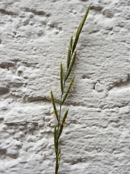 Pflanzenbild gross Fieder-Zwenke - Brachypodium pinnatum aggr.