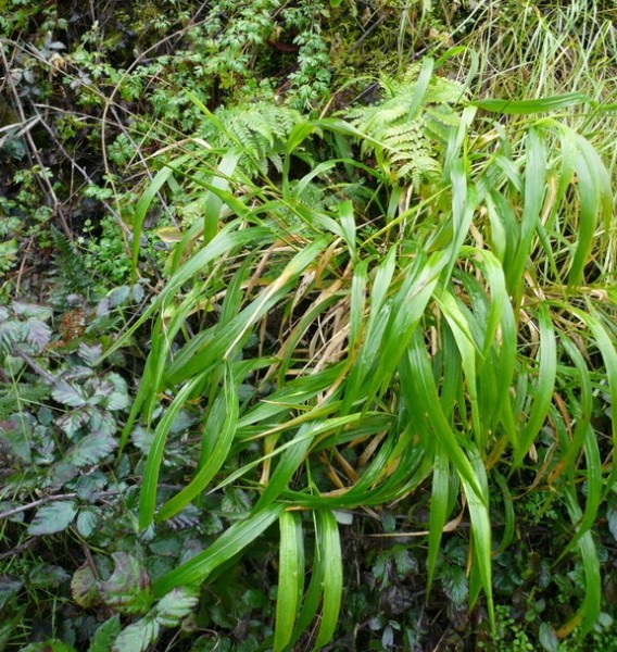 Pflanzenbild gross Wald-Zwenke - Brachypodium sylvaticum