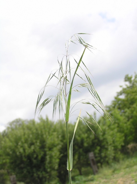 Pflanzenbild gross Dach-Trespe - Bromus tectorum