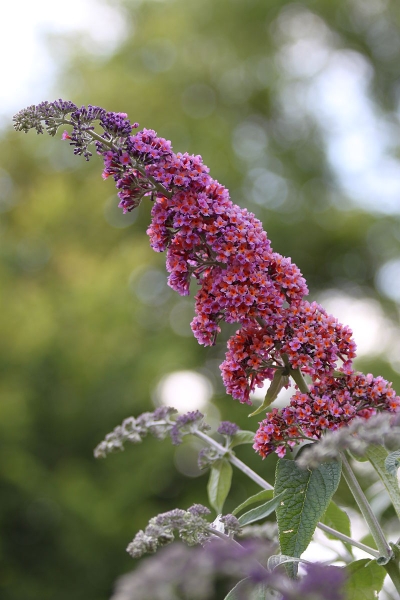 Pflanzenbild gross Schmetterlingsstrauch - Buddleja davidii