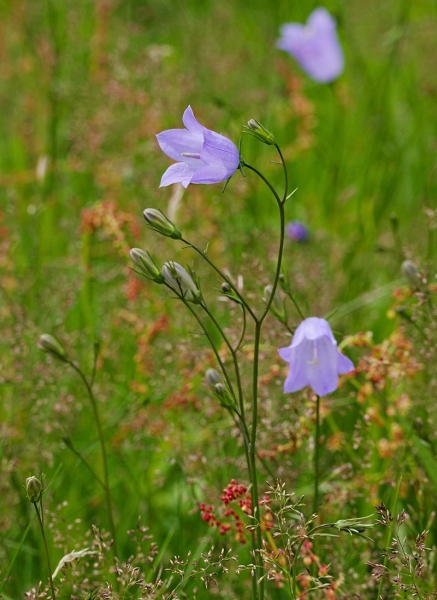 Pflanzenbild gross Rundblättrige Glockenblume - Campanula rotundifolia