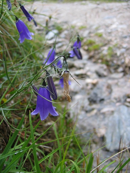 Pflanzenbild gross Scheuchzers Glockenblume - Campanula scheuchzeri
