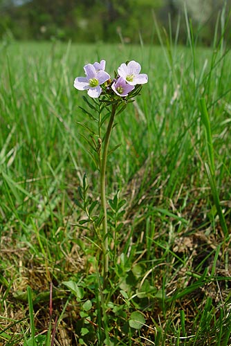 Pflanzenbild gross Gewöhnliches Wiesen-Schaumkraut - Cardamine pratensis