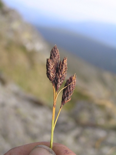 Pflanzenbild gross Trauer-Segge - Carex atrata